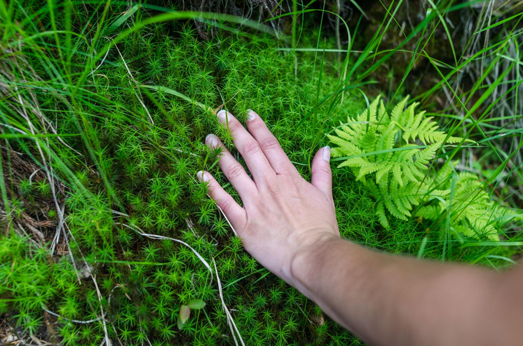 🌿 What Type of Witch is a Green Witch?