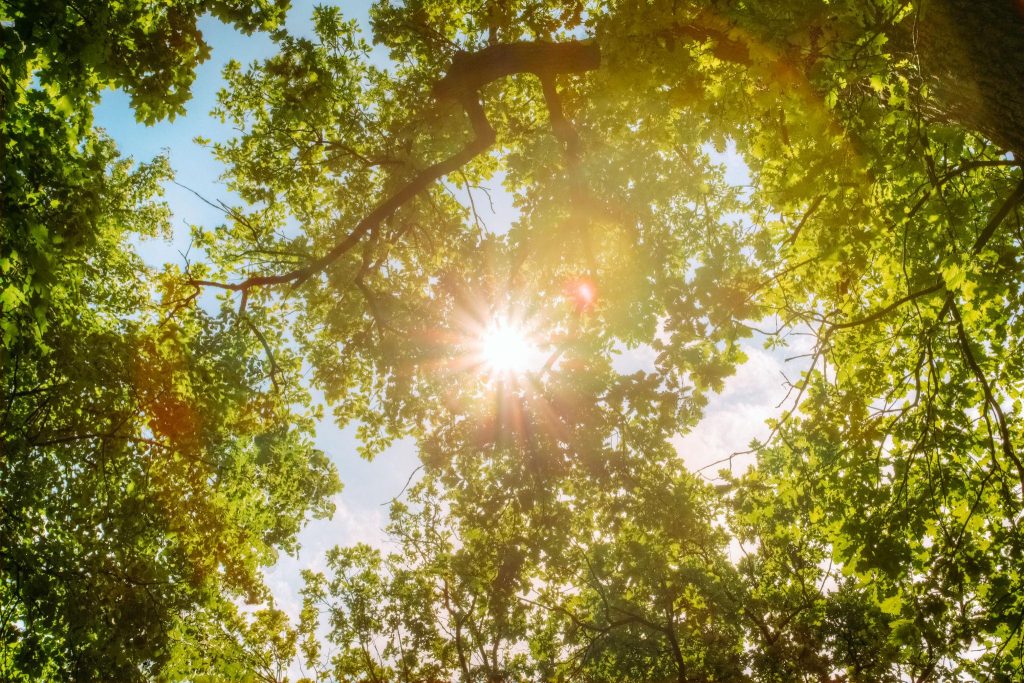 Faelorin - Sun shining through the Oak tree - Litha
