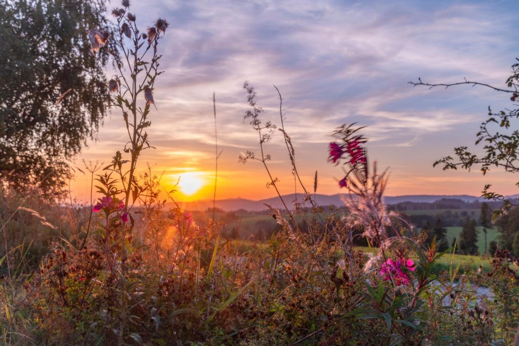 Faelorin - Summer Flowers at Sunset - Litha