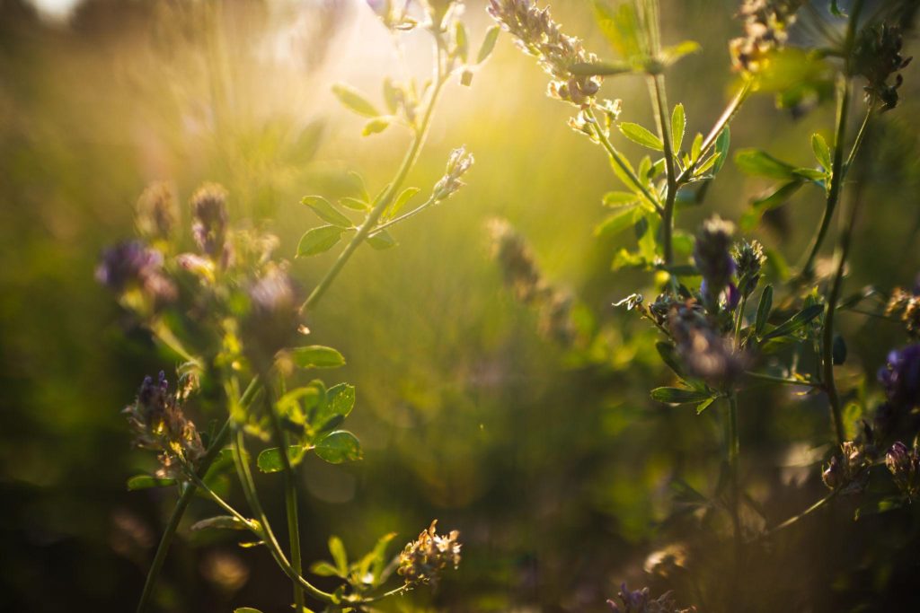 Faelorin - Wildflowers at Sunset. Litha.