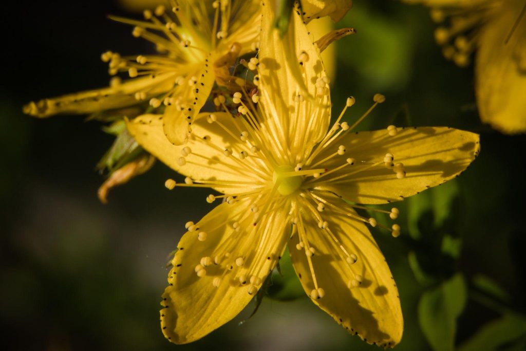 Faelorin - St John's Wort yellow bloom - Litha