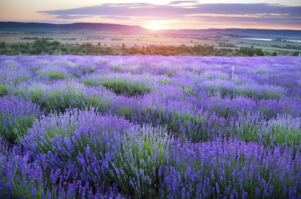 Faelorin - Lavender Meadow in Late Sunlight - Litha
